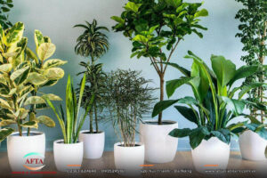 Tặng cây cảnh cho nhà mới
